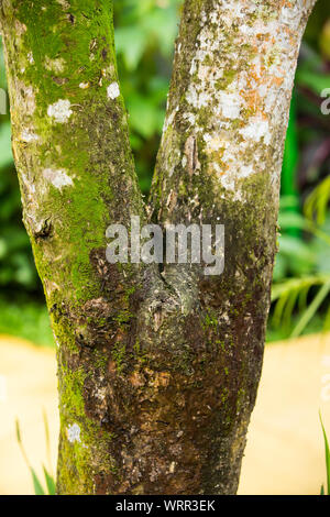 Mousse sur tronc d'arbre, mousse texture background Banque D'Images