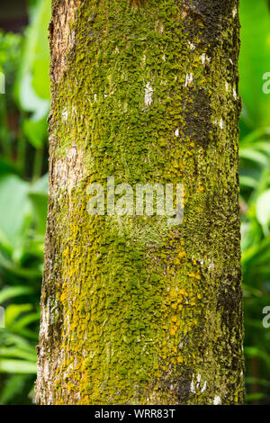 Mousse sur tronc d'arbre, mousse texture background Banque D'Images