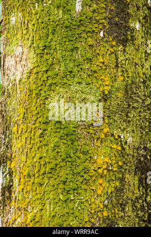 Mousse sur tronc d'arbre, mousse texture background Banque D'Images