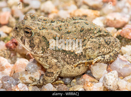 Le Crapaud de Woodhouse jeunes minuscule à peine deux pouces de longueur se trouve dans la zone de sable près de East Plum Creek, Castle Rock Colorado nous. Photo prise en août. Banque D'Images