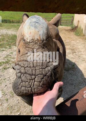 Plus One-Horned rhinocéros asiatique manger dans les wilds dans Cumberland de l'Ohio. Rhinocéros puissant avec avertisseur simple trotting autour de cage en captivité. Endange Banque D'Images