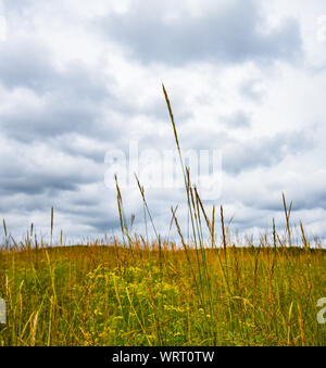Plantes sauvages dans le domaine Banque D'Images