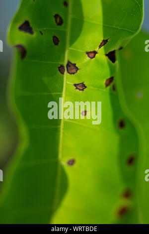 Vert feuille maladie à jardin, Close up et Marco shot, Abstract background Banque D'Images