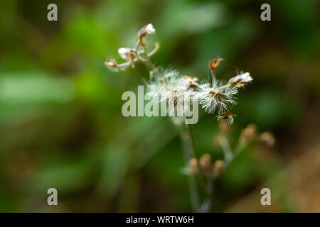 Ageratum conyzoides brouillée, peu de fleurs blanches dans le jardin, l'arrière-plan flou Close up & macro shot, Selective focus, Abstract design graphique Banque D'Images