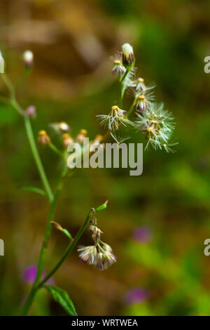 Ageratum conyzoides, peu de fleurs blanches dans le jardin, l'arrière-plan flou Close up & macro shot, Selective focus, Abstract design graphique Banque D'Images