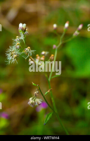 Ageratum conyzoides, peu de fleurs blanches dans le jardin, l'arrière-plan flou Close up & macro shot, Selective focus, Abstract design graphique Banque D'Images