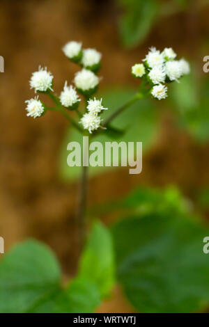 Ageratum conyzoides, peu de fleurs blanches dans le jardin, l'arrière-plan flou Close up & macro shot, Selective focus, Abstract design graphique Banque D'Images