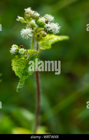 Ageratum conyzoides, peu de fleurs blanches dans le jardin, l'arrière-plan flou Close up & macro shot, Selective focus, Abstract design graphique Banque D'Images