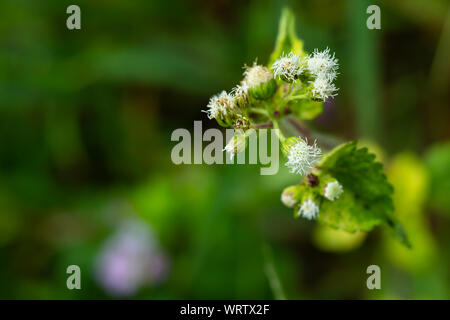 Ageratum conyzoides, peu de fleurs blanches dans le jardin, l'arrière-plan flou Close up & macro shot, Selective focus, Abstract design graphique Banque D'Images