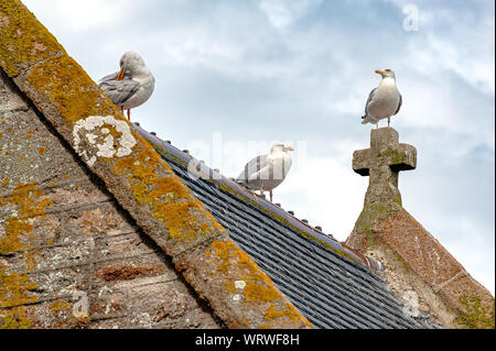 Mouettes sur un toit de l'église au Mont Saint Michel, France. L'un se dresse au sommet de la croix, d'autres sur le toit ridge. Banque D'Images