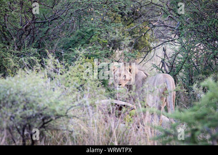 Young male lion regardant viewer tout en gaurding sa mort. Banque D'Images