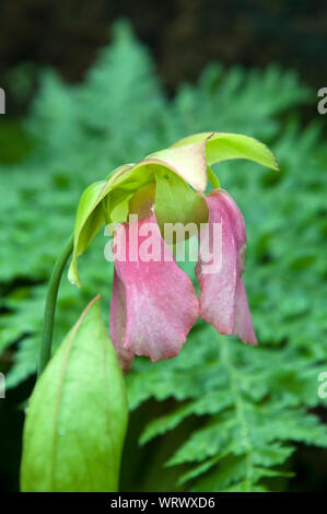 Sydney, Australie, rose fleur d'une plante piège Banque D'Images