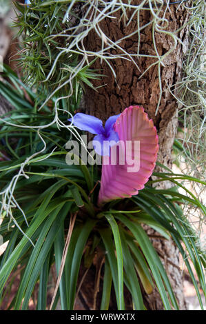 Sydney, Australie, Quill de Wallisia cyanea ou rose plante arbre creux Banque D'Images