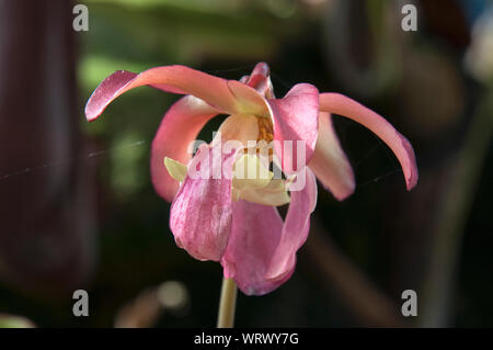 Sydney, Australie, rose fleur d'une plante piège Banque D'Images