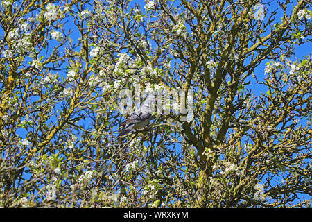 Ramier perché sur une branche d'une arborescence dans le apple floraison parcs universitaires Oxford UK nom Latin Columba palumbus columbidae famille Banque D'Images