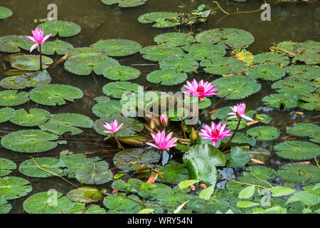 Fleur de Lotus, Lotus feuilles sur la rivière Banque D'Images