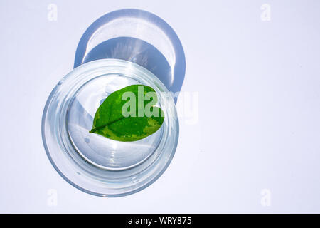 La forme des feuilles du coeur en verre d'eau isolé sur fond blanc Banque D'Images