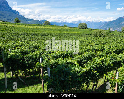 Un paysage extraordinaire sur les vignobles de la région du Trentin Haut Adige en Italie. La route des vins. Concours naturel Banque D'Images