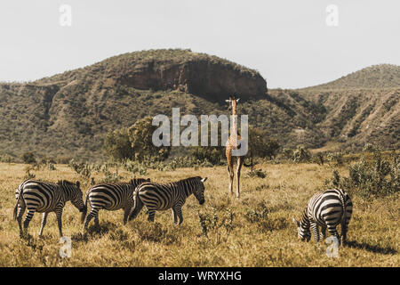 Troupeau de zèbres et girafes balade dans le parc national du Kenya en Afrique. La vie des animaux sauvages étonnants. Safari à Nairobi, bienvenue à l'Afrique du concept. Banque D'Images