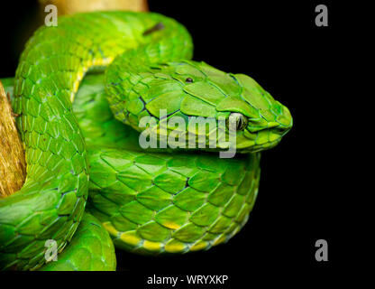 Grandes Pit Viper sont l'un des serpents venimeux de Western Ghats. Banque D'Images