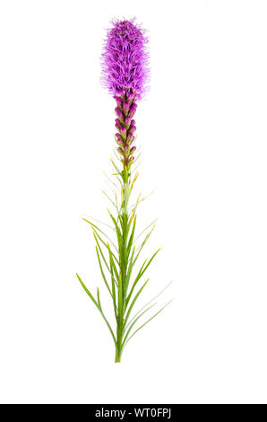 Belle fleur simple Liatris. Studio Photo Banque D'Images