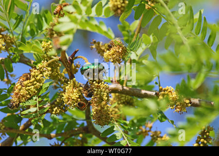 Chafer beetle rose Amérique Cetonia aurata se nourrissant d'un acacia avec du miel d'abeilles Apis mellifera au printemps en Italie Banque D'Images