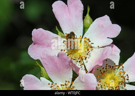 Abeille sur une prairie rose ou Wild Rose rosa canina latine semblable à un Sweet Briar également appelé eglantine fleur d'état de l'Iowa et du Dakota du Nord Banque D'Images