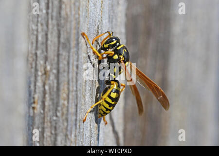 Tree wasp wasp papier, ou très proche de bois décapage jusqu'à bâtir un nid Amérique dolichovespula sylvestris ou polistes gallicus ou dominula Banque D'Images