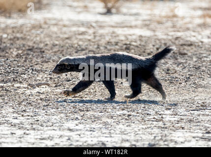 Un blaireau de miel dans le sud de la savane africaine Banque D'Images