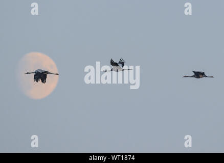 Lietzen, Allemagne. 10 Sep, 2019. Grues cendrées (Grus grus) voler dans le ciel avant le lever de lune. Les oiseaux migrateurs sont présentement sur le champs large au Brandebourg pour leur voyage vers l'hivernage dans le sud de l'Europe. Depuis l'hivers en Allemagne sont de plus en plus doux et plus doux, un grand nombre de grues, rester ici avec nous. Crédit : Patrick Pleul/dpa-Zentralbild/dpa/Alamy Live News Banque D'Images