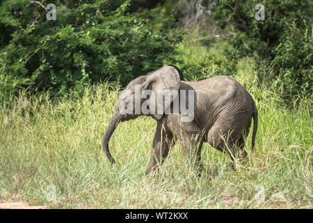 Jeune éléphant africain dans Kruger Park, Afrique du Sud Banque D'Images