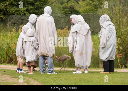 Grue cendrée Grus grus c.6 semaine poussin. Les visiteurs de la confiance des milieux humides et la sauvagine H.Q. Slimbridge, Gloucestershire, habillé dans le déguisement de sarraus. Ayant appris à grue de flux dans une cuillère jointe à la résine moulée d'un ​Head modèle adulte sur la fin d'une longue collecte de déchets traités. Évitant ainsi des droits de l'empreinte des soignants.​​ Banque D'Images