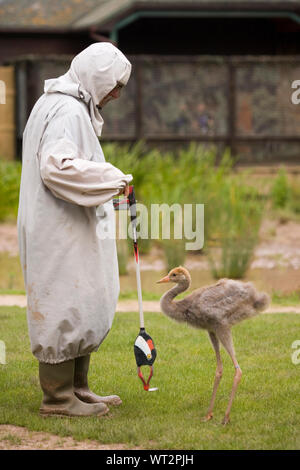 Grue de commune (Grus grus), ayant appris à se nourrir d'une cuillère attaché à la tête de la résine moulée d'un adulte sur la fin d'une longue collecte de déchets traités. A​voiding donc sur l'empreinte de l'accompagnant, in​ un déguisement robe. Banque D'Images