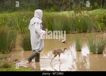 Grue cendrée Grus grus ayant appris à se nourrir d'une cuillère attaché à la tête de la résine moulée d'un adulte sur la fin d'une longue collecte de déchets traités. Évitant ainsi des droits de l'empreinte, soignant portant un déguisement costume. Banque D'Images