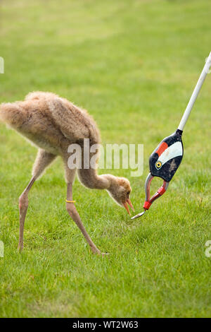 Grue cendrée (Grus grus). Chick ayant appris à se nourrir d'une cuillère attaché à la tête de la résine moulée d'un adulte sur la fin d'une longue collecte de déchets traités. L'empreinte sur l'un d'éviter les accompagnant.​​​ Banque D'Images