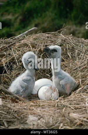 Cigogne Blanche (Ciconia ciconia). Les poussins. Message d'un autre projet de loi par des mains d'un âge très jeune, dans le nid. Banque D'Images