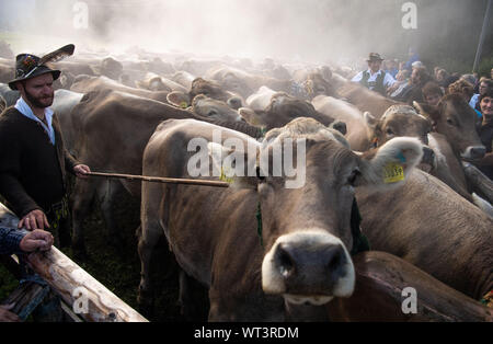 Bad Hindelang, Allemagne. Sep 11, 2019. Les vaches foule devant un conducteur en vêtements traditionnels. À l'abri du bétail à Bad Hindelang, environ 700 vaches sont repoussés dans la vallée par cinq Alpes. Credit : Lino Mirgeler/dpa/Alamy Live News Banque D'Images