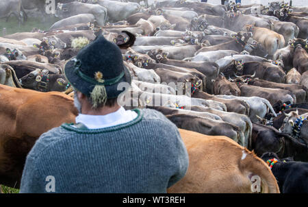 Bad Hindelang, Allemagne. Sep 11, 2019. Les vaches foule devant un conducteur en vêtements traditionnels. À l'abri du bétail à Bad Hindelang, environ 700 vaches sont repoussés dans la vallée par cinq Alpes. Credit : Lino Mirgeler/dpa/Alamy Live News Banque D'Images