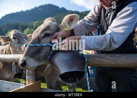 Bad Hindelang, Allemagne. Sep 11, 2019. Une vache est tué par un conducteur avec un faisceau composé d'une corde. À l'abri du bétail à Bad Hindelang, environ 700 vaches sont repoussés dans la vallée par cinq Alpes. Credit : Lino Mirgeler/dpa/Alamy Live News Banque D'Images