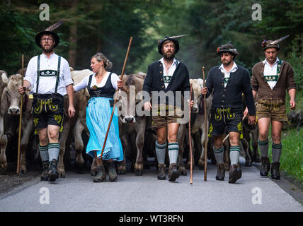Bad Hindelang, Allemagne. Sep 11, 2019. Les vaches foule derrière toucheurs en vêtements traditionnels. À l'abri du bétail à Bad Hindelang, environ 700 vaches sont repoussés dans la vallée par cinq Alpes. Credit : Lino Mirgeler/dpa/Alamy Live News Banque D'Images