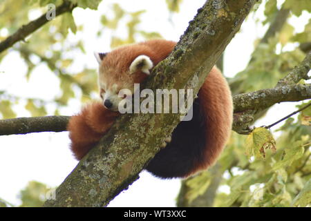 Panda rouge dormir recroquevillé dans une boule Banque D'Images