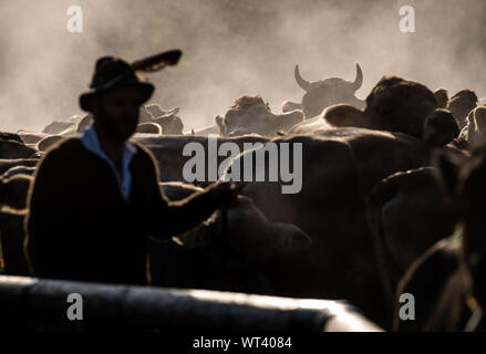 Bad Hindelang, Allemagne. Sep 11, 2019. Les vaches foule derrière toucheurs en vêtements traditionnels. À l'abri du bétail à Bad Hindelang, environ 700 vaches sont repoussés dans la vallée par cinq Alpes. Credit : Lino Mirgeler/dpa/Alamy Live News Banque D'Images