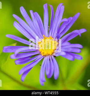 Une macro shot of a blue aster frikartii mönch bloom avec une araignée crabe caché entre les pétales. Banque D'Images