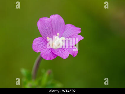 Un plan macro sur une grande fleur d'épilobe. Banque D'Images