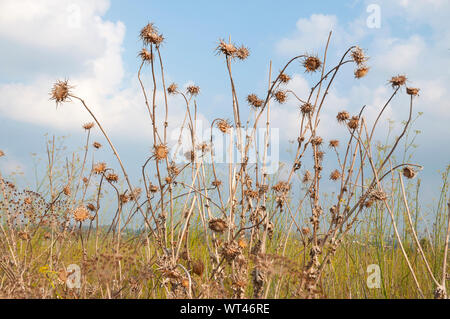 Épines séchées sauvages et les épis Banque D'Images