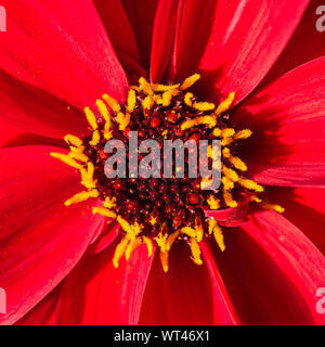 Un plan macro sur un dahlia rouge appelé évêque de llandaff. Banque D'Images