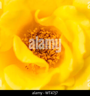 Un plan macro sur une rose jaune. Banque D'Images
