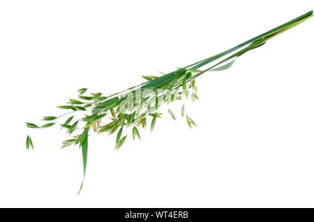 Les oreilles d'avoine verte immatures (Avena sativum), isolé sur fond blanc. Studio Photo Banque D'Images