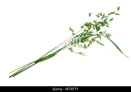 Les oreilles d'avoine verte immatures (Avena sativum), isolé sur fond blanc. Studio Photo Banque D'Images