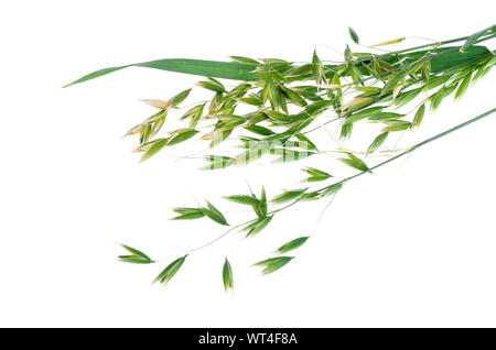 Les oreilles d'avoine verte immatures (Avena sativum), isolé sur fond blanc. Studio Photo Banque D'Images